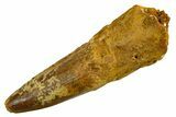 Fossil Spinosaurus Tooth - Real Dinosaur Tooth #373705-1